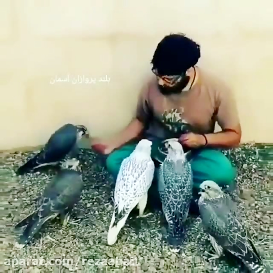 غذا دادن به کفتر فقط همین