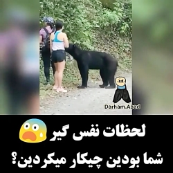 چه ریلکسن با خرس - شمابودید سک...