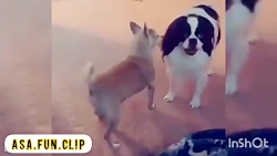 از کی خریده ، ما هم بریم از هم...