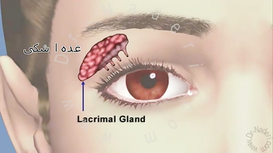 اناتومی سیستم اشکی-ساختمان چشم-مرکزچشم پزشکی دکتر نادری مرکز چشم پزشکی دکتر علیرضا نادری www.dr-naderi.com