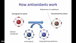 ارزیابی فعالیت مهارکنندگی رادی...