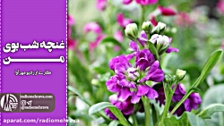 رادیو مهرآوا: غنچه شب بوی من