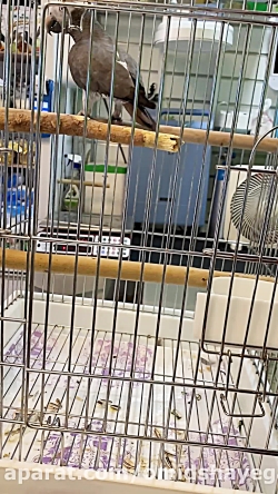 تخلیه توده چربی غده چربی طوطی...