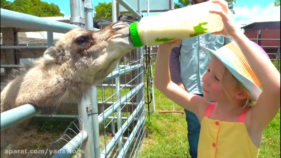 ناستیا و استیسی  -  ماجراهای ن...