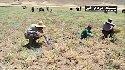 برداشت نخود از مزارع لرستان
