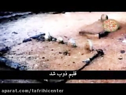 کلیپ شهادت امام محمد باقر (ع) / مداحی امام باقر / تسلیت شهادت امام باقر - 4