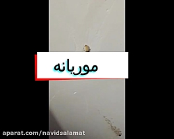 فیلمی باور نکردنی از موریانه!