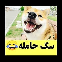 سگ حامله بیچاره  ترسوندن سگ حا...
