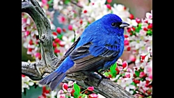 آهنگ افغانی  جمشید پروانی