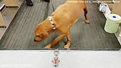 استفاده از سگ‌های تعلیم دیده ب...