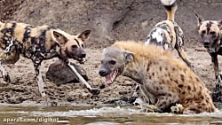 حیات وحش، حمله سگ های وحشی به...