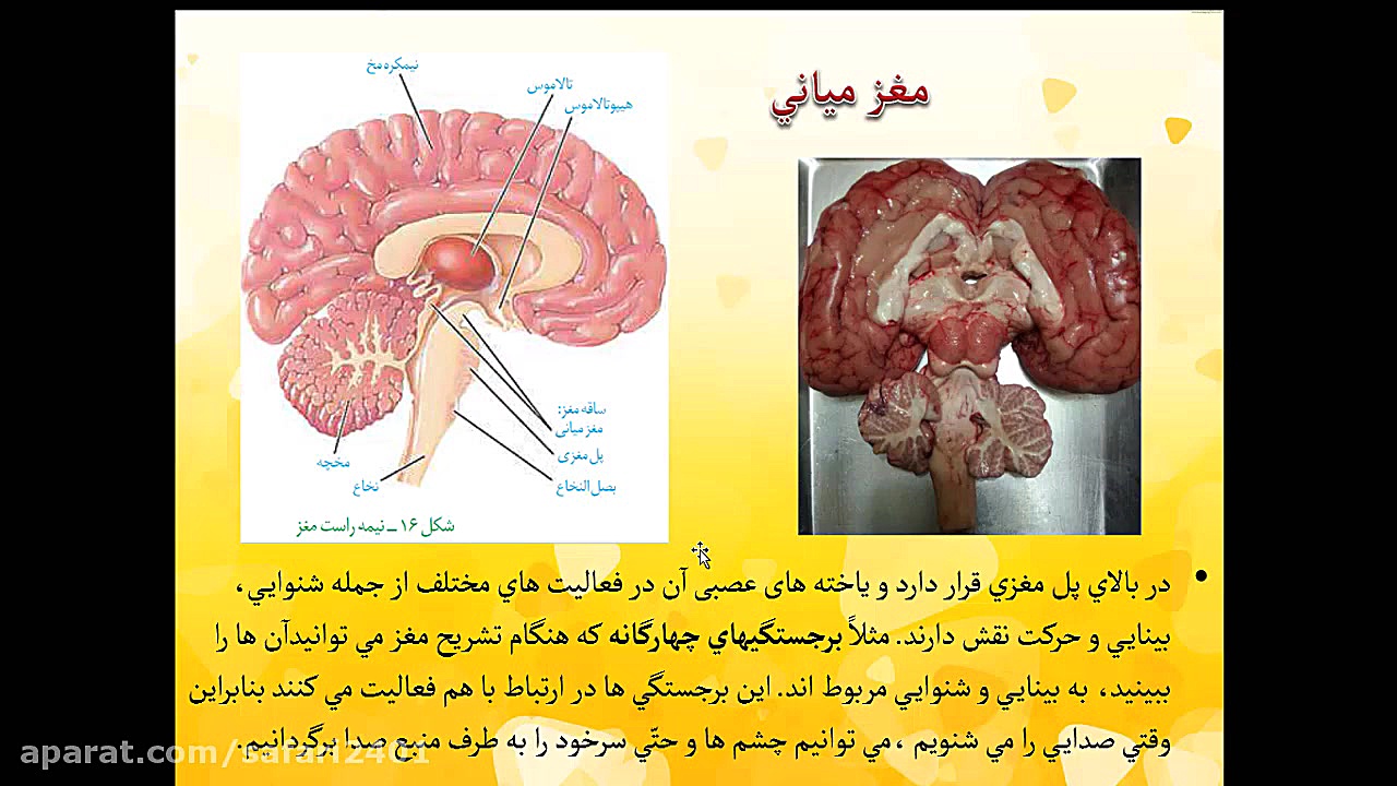 تدریس مغز همراه با تشریح مجازی- نسرین صفری زیست شناسی وعلوم _ نسرین صفری