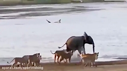 فیلم مستند از مجموعه حملات شیر...