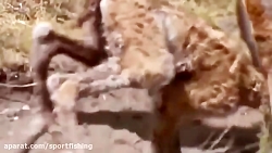 مسخره بازی میمونهای افریقایی ع...