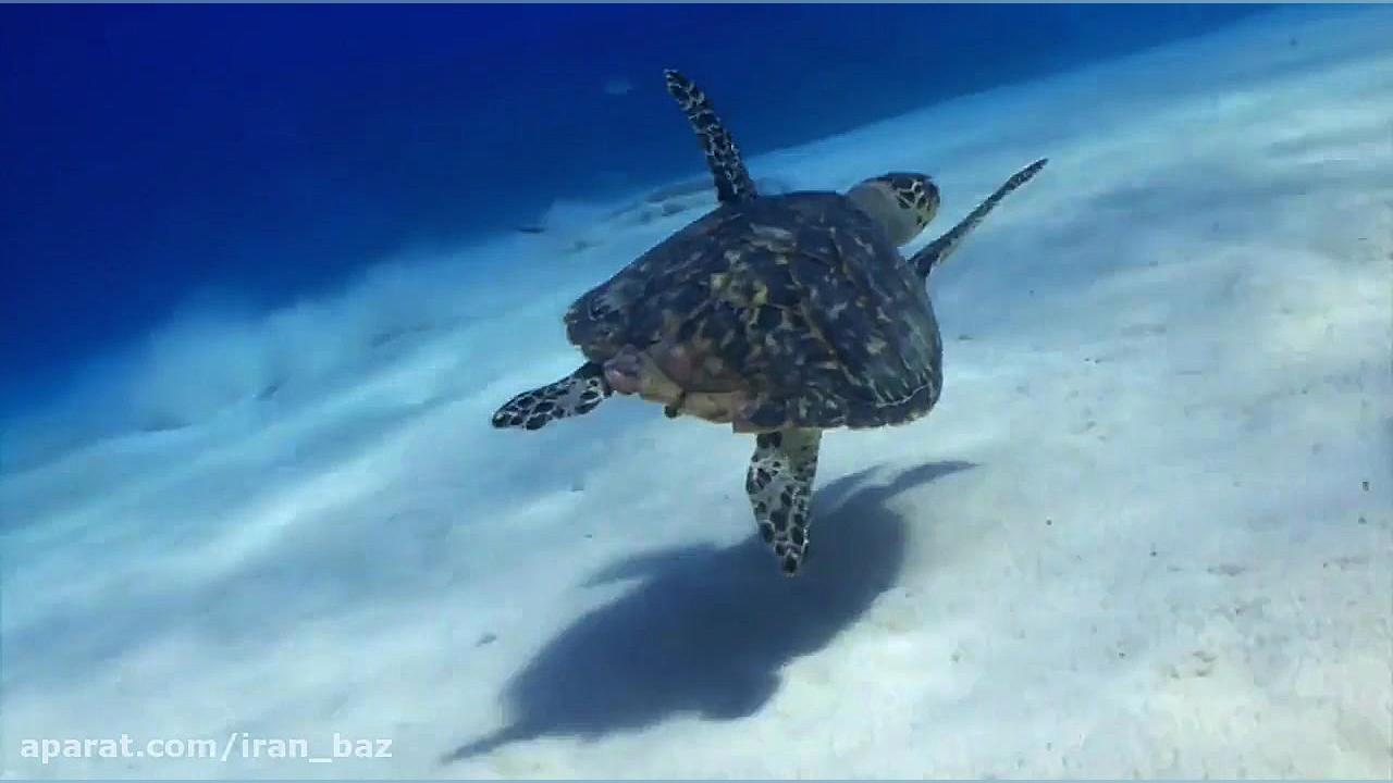 کارتون مدرسه کوسه: انیمیشن Shark School 2019 زمان3631ثانیه