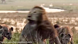 وقتی شیر تنها توسط کفتارها احا...