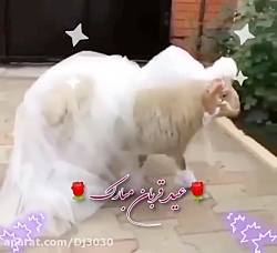عید قربان مبارک.. کلیپ تبریک