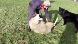 آموزش سم چینی گوسفند و درمان آن