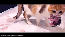 لحظه&zwnj;ی به دنیا آمدن بچه گ...