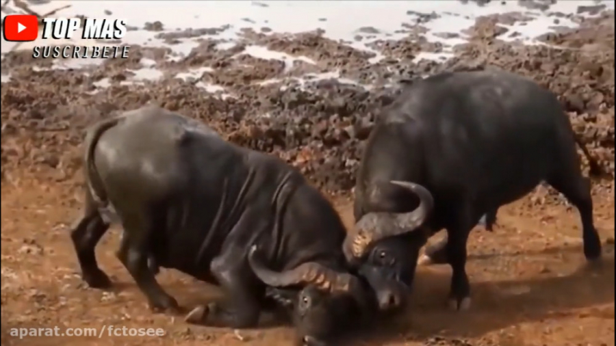 جنگ و نبرد حیوانات | حیات وحش