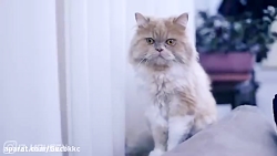 محسن ایزی وقتی نمی خوای بری خر...