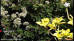 ترانه " باغ ارم " با صدای آقای...