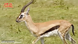 بیرحمانه ترین شکارهای حیات وحش