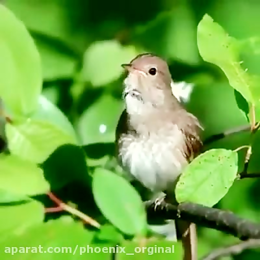 Соловей видео