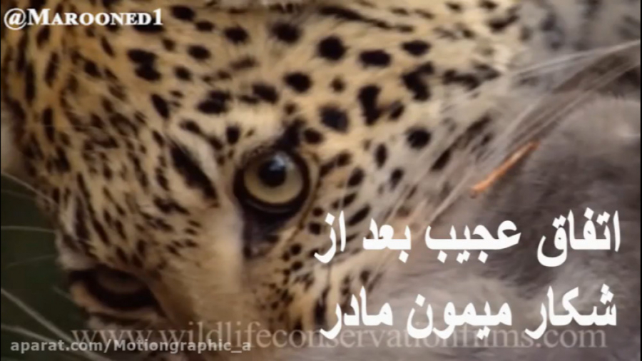 یکی از عجیب ترین صحنه های حیات...