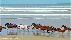 حیات وحش زیبا