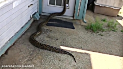 کلیپ های هجوم حیوانات وحشی به...