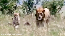 حملات شیرهای وحشی به حیوانات د...