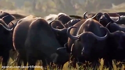 حمله شیرهای گرسنه به گروه بوفا...