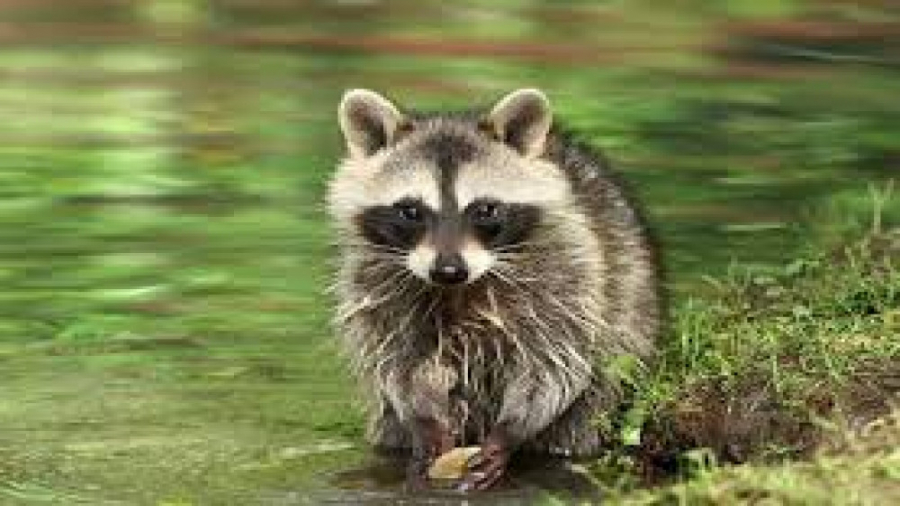 شکار راکون حیوان شب گرد توسط ا...