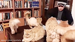 گربه های شهره لرستانی