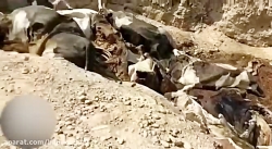 فیلم دردناک از مرگ دها راس دام...