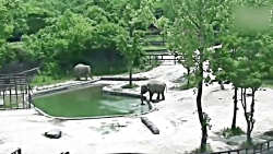 کلیپ های جالب نجات حیوانات توس...