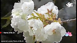 ترانه &quot; عطر خاطره &quot;ب...