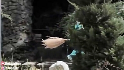 محسن ایزی ولنتاین