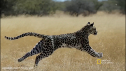 نبرد حیوانات :: پلنگ در کمین ا...