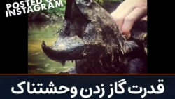 قدرت گاز زدن وحشتناک لاکپشت را...