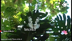 ترانه شاد &quot; بیقرار عشق &q...