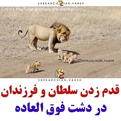 صحنه اي جالب از قدم زدن سلطان...