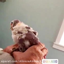 شاعر می فرماید