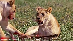 حیات وحش آفریقا، بی رحمی شیر ب...