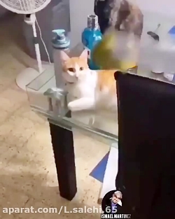 خانمه واسه شوهرش شام درست کرده...