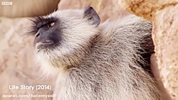 بزرگترین درگیریهای بین حیوانات...