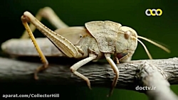 مستند حیات وحش موجودات عجیب بخ...