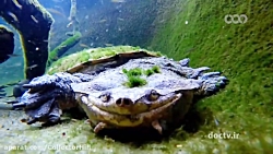 مستند حیات وحش موجودات عجیب بخ...