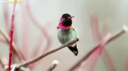 پرنده هشت میلیون دلاری که میتو...